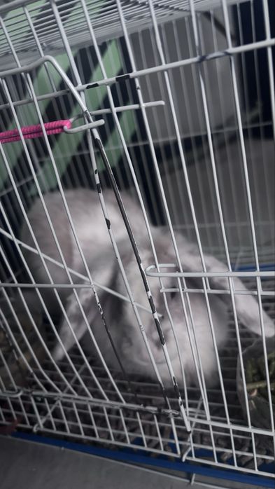 Продам кролика домашний