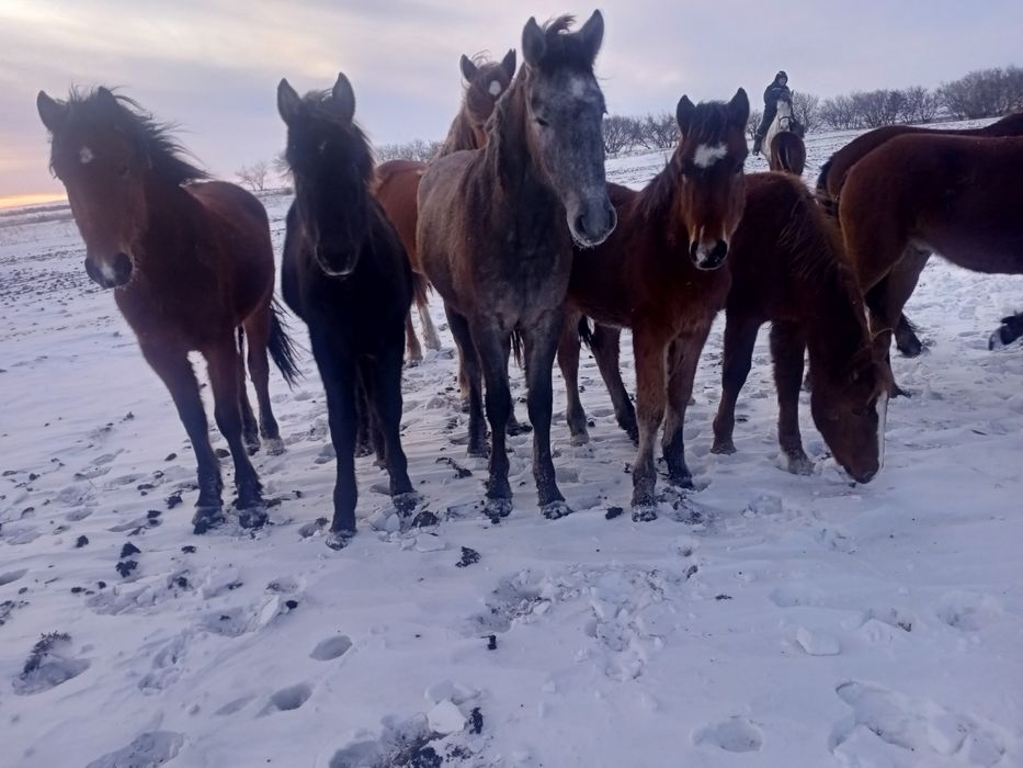 Продам лошадей согым