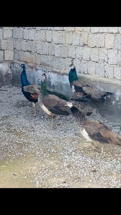 Павлиндер құстары