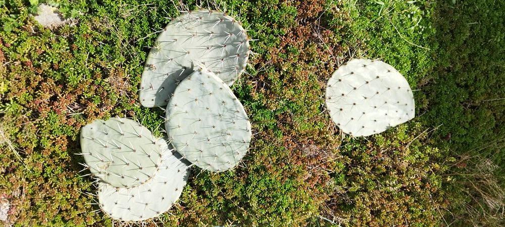 Студоустойчиви кактуси опунция