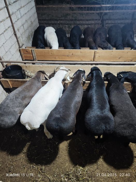 Qoy qoʻy qoʻchqor qassob 24/7