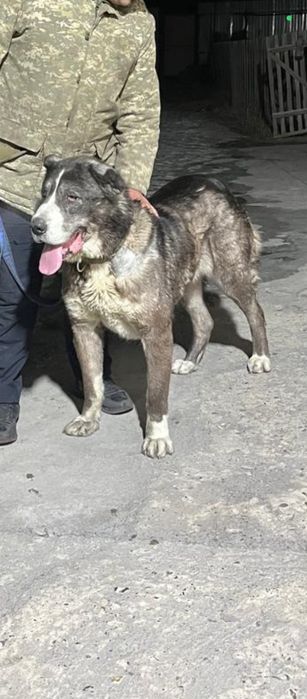 Продам собаку алабай