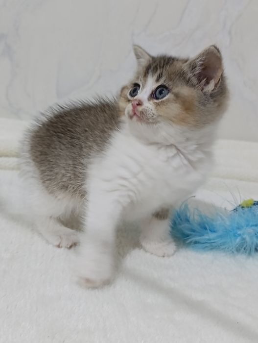 Britanskiy bikalor shinshilla