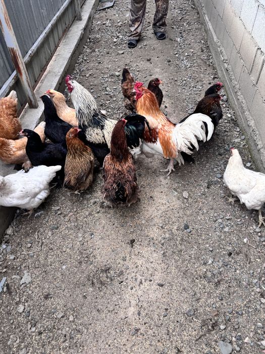 Куры и петухи оптом