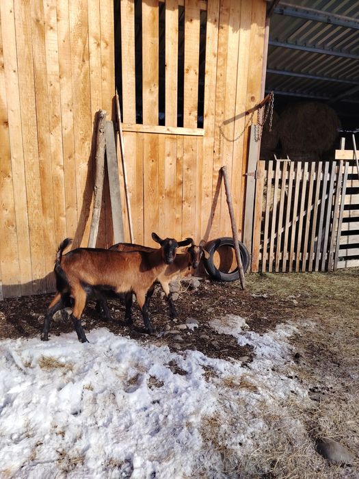 Disponibile două capre.