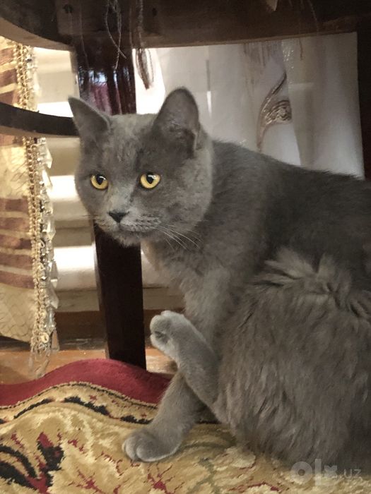 Sotlad shevetsa  shinshila