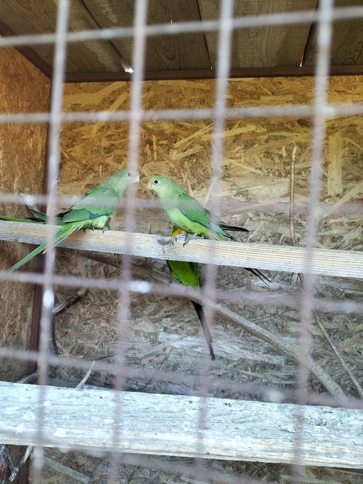 De vânzare Papagali barabant