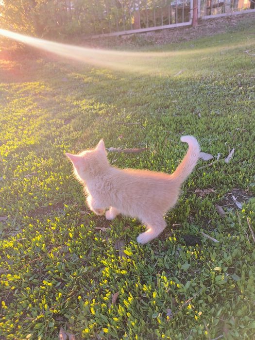 Отдам котенка бесплатно