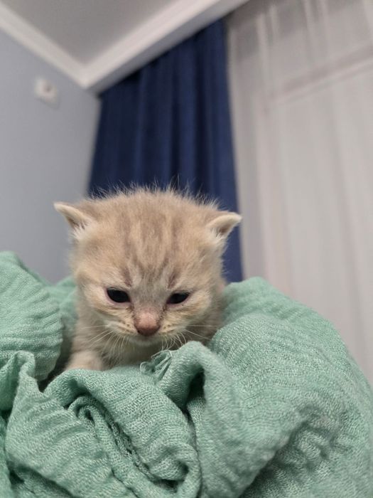 шотландские котята