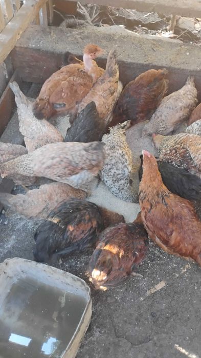 Vând pui crescuți bio