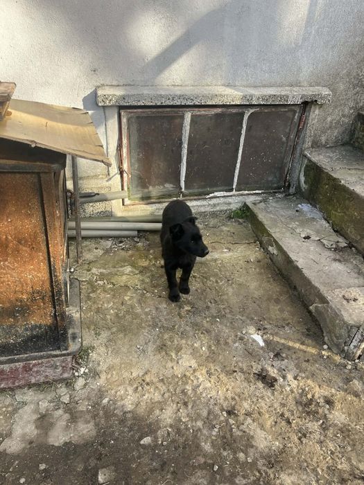 Подарявам кученца