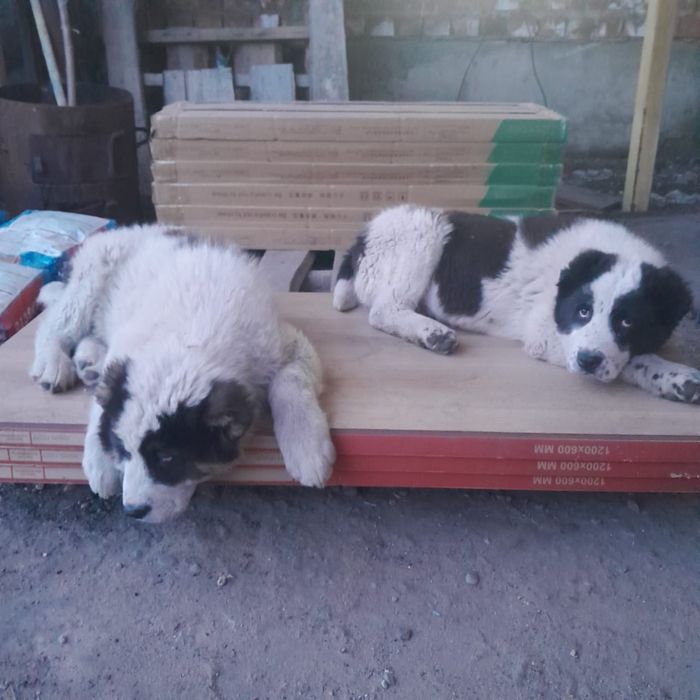 Продам щенков алабая