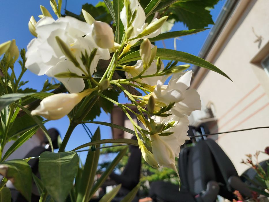 Зокум / Олеандър