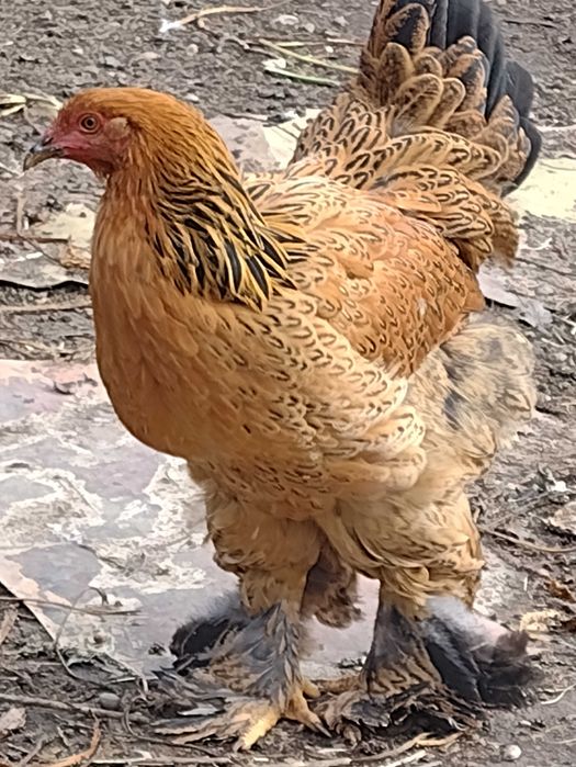 Oua brahma pt incubator ( clocit)