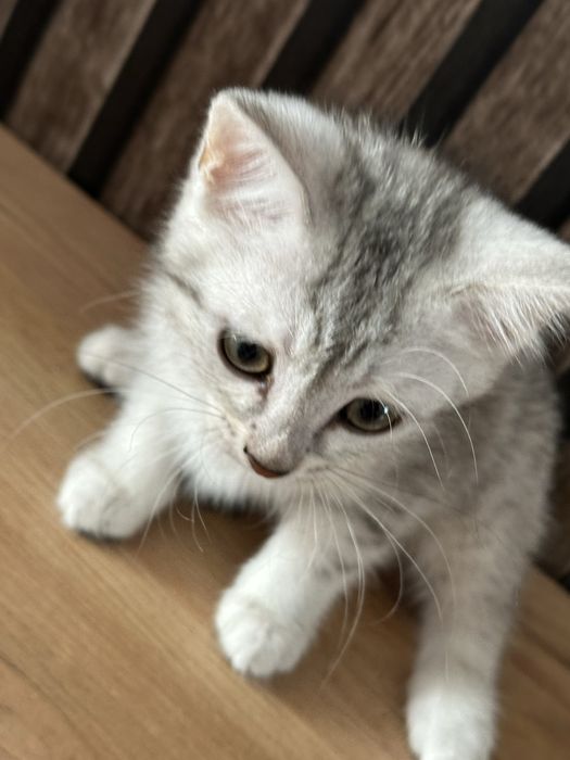 Отдам котят в любящие руки