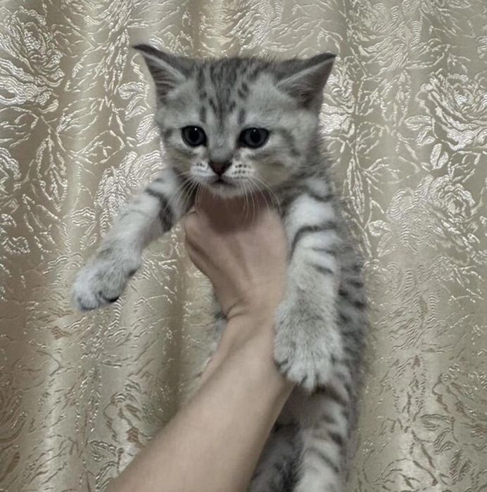 Британские котята мальчики и девочки по 20-30к