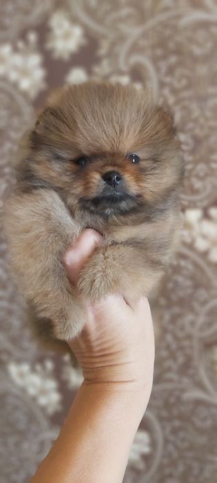 Шпицы рыжие готовы  к переезду