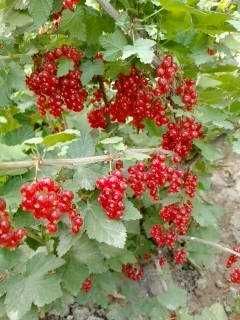 Қора ва қизил Россиядан келтирилган смородина ва йошта кўчатлари