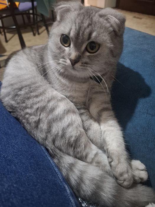 Продам кота скоттиш-фолд