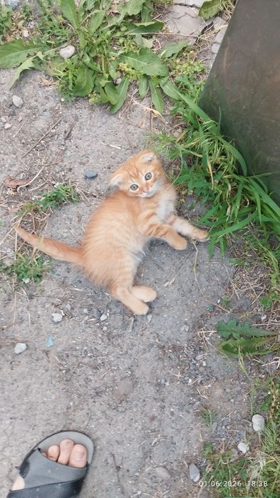 Котята котята Котята