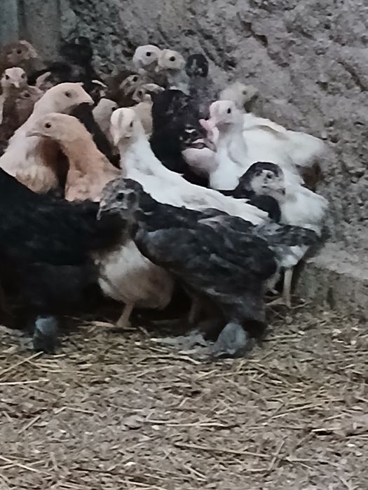 Продаю домашних цыплят