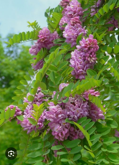 Акация розовая Робения