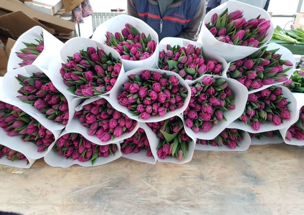 Тюльпаны пионовидные