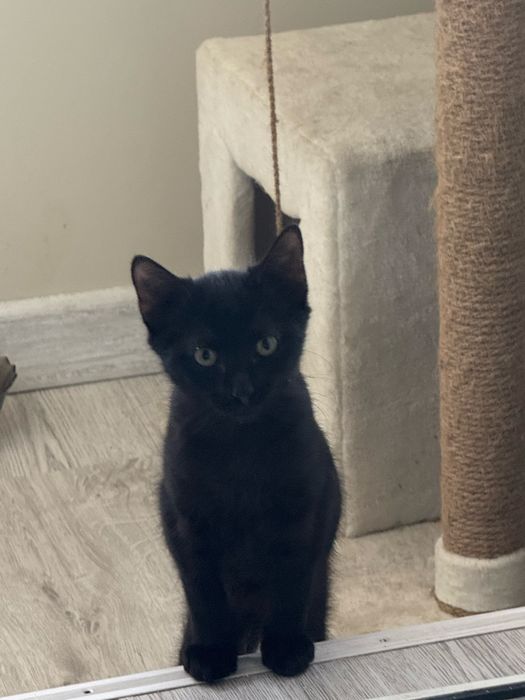 Кошечка в добрые ручки