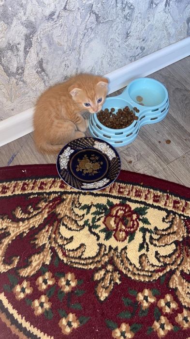 Котята в хорошие руки