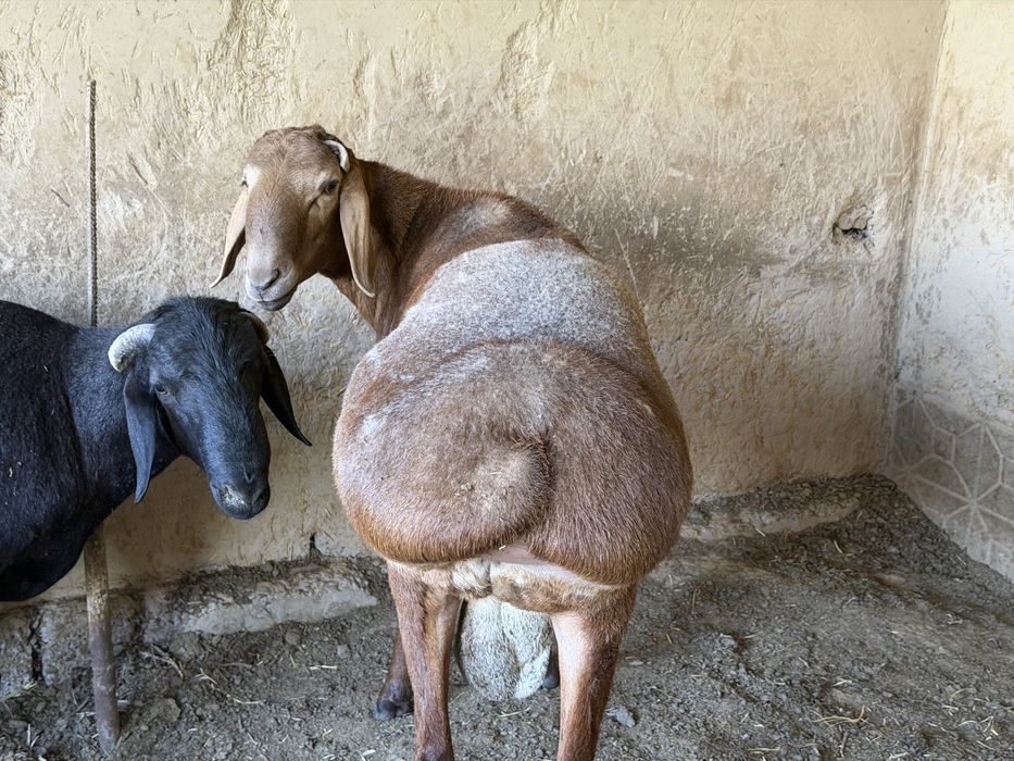 qoy sotiladi donda boqilgan