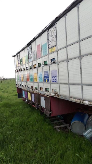 Vand pavilion apicol