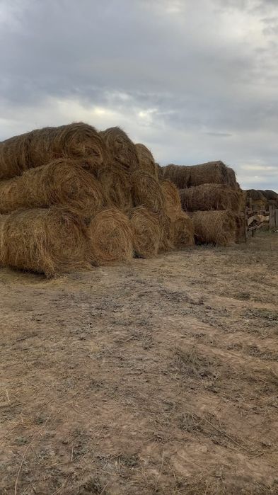 Продаеться житняк 2 укос