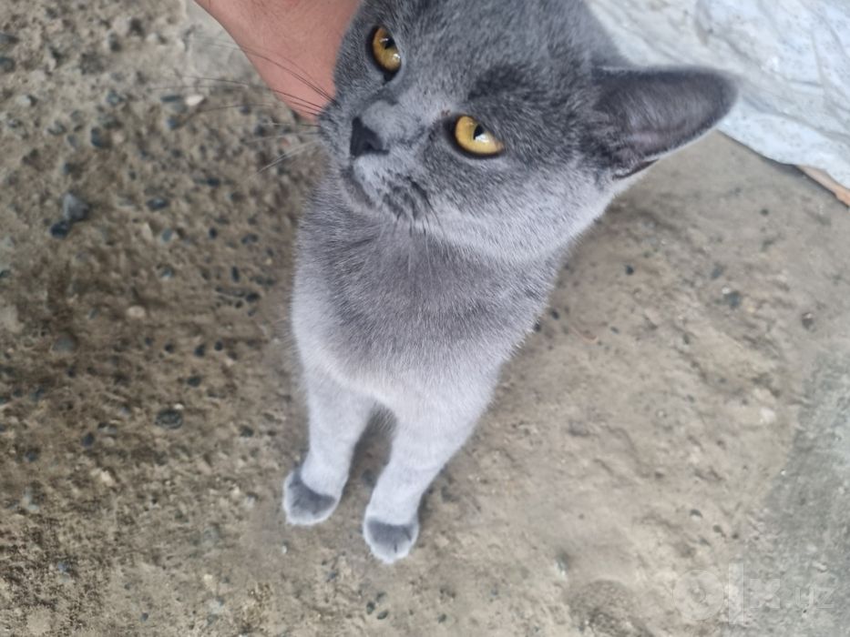 British cat kulrang