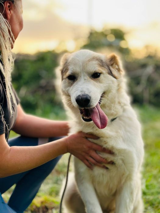 Боби ищет семью. Собака. Для семьи.  Не на цепь