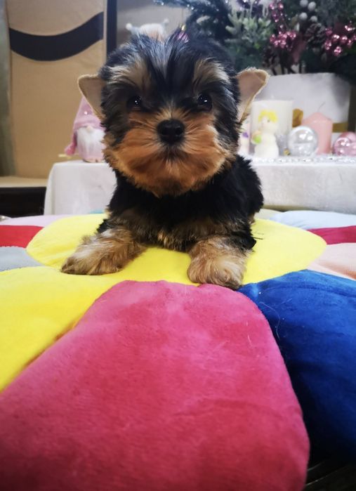 Продам щенков йоркширского терьера