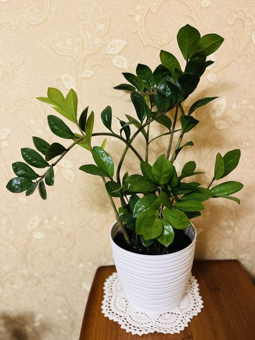 «Евродерево» - Замиокулькас