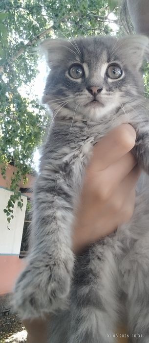 Породистый котик