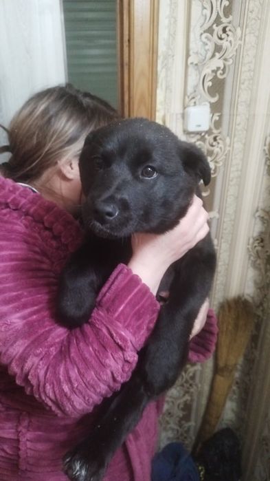 Отдам в добрые руки