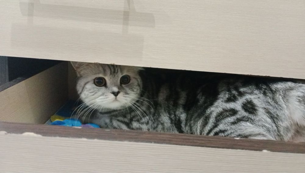 Срочно продается породистая кошка