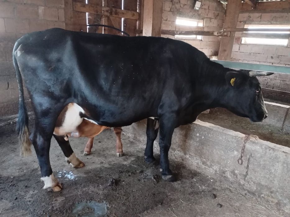 Vand vaca cu vițelușă