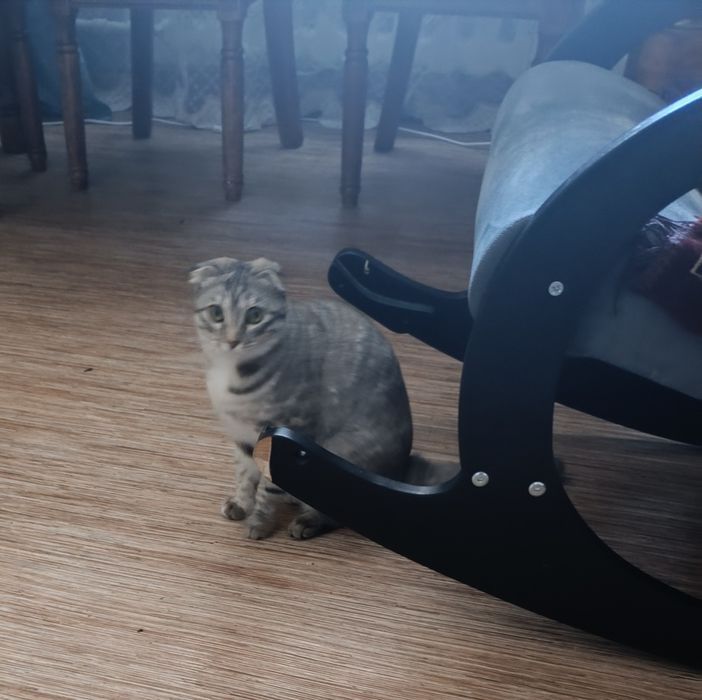 Отдам в добрые руки