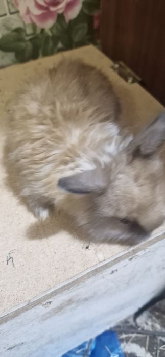 Продам декоративных кроликов