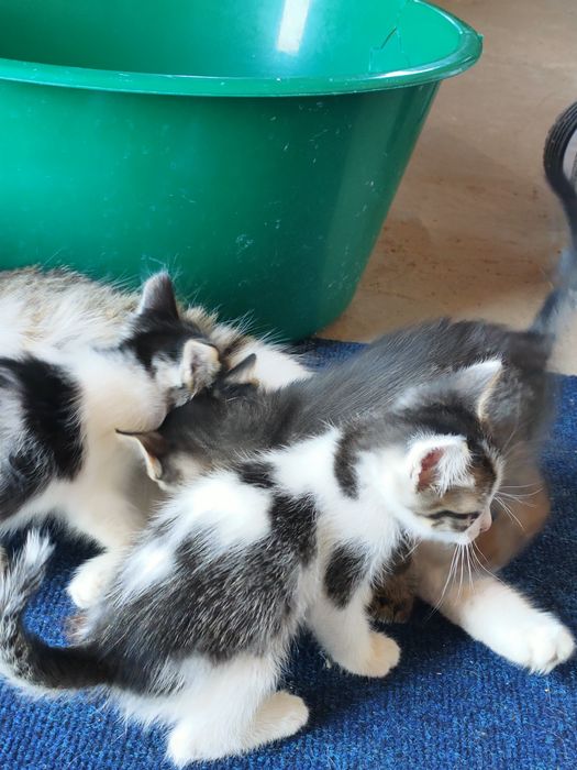 Отдаем котят в добрые руки