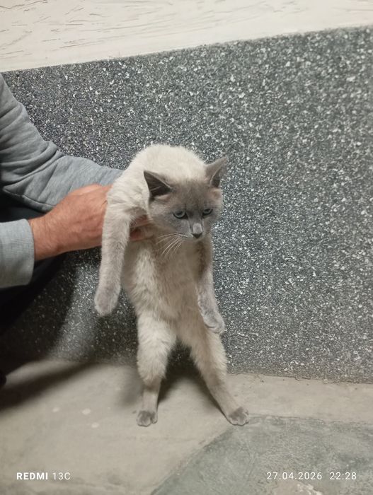 Бесплатный кот дадим в добрые руки