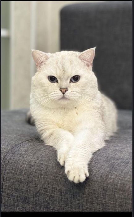 Котята породистые