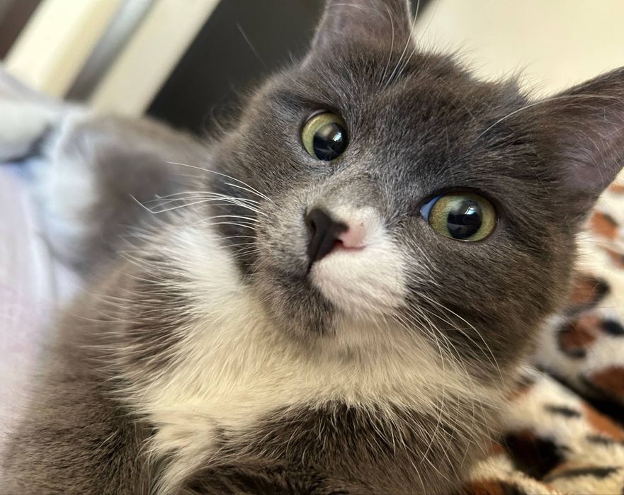 Акиллик мушук бекорга берамиз