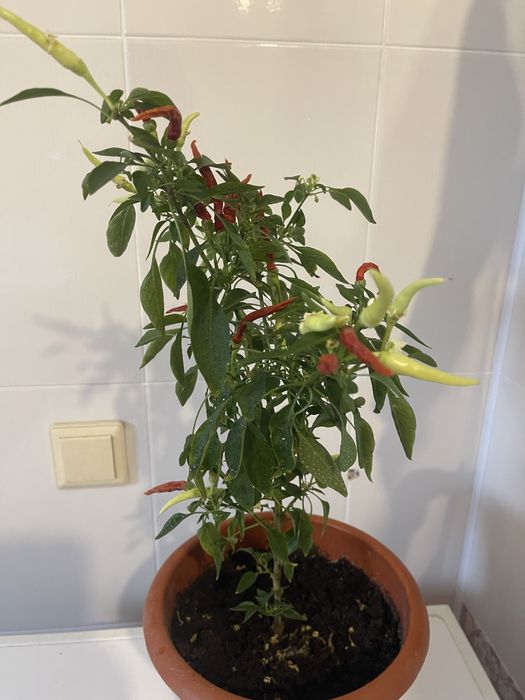 Продам комнатный горький перец «Вспышка»