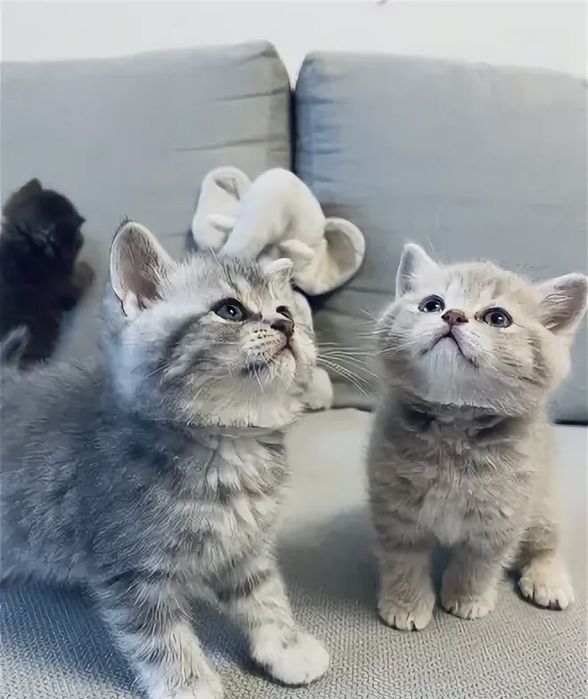 Предлагаюю Котята