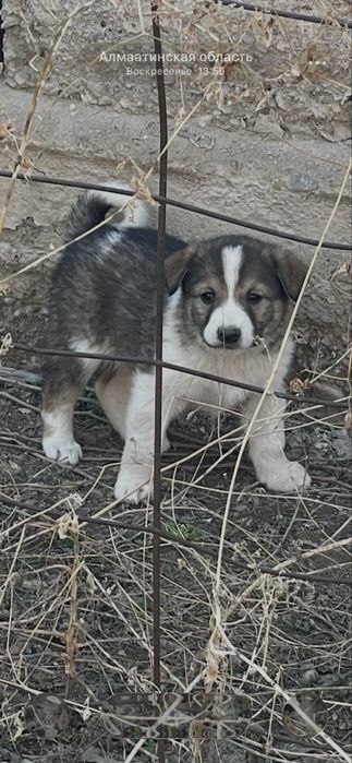 Щенки в добрые руки