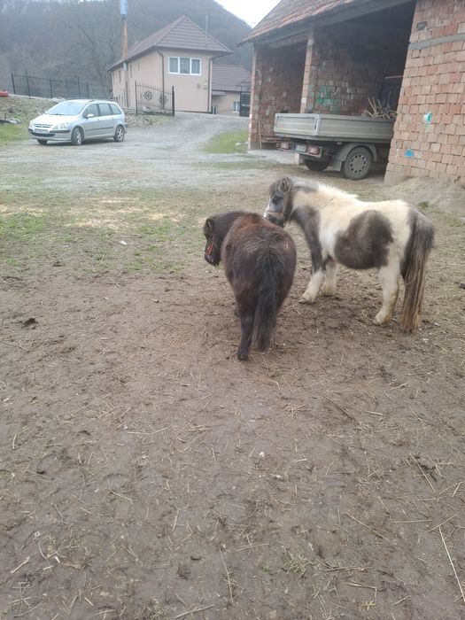 Ponei,poneite de vanzare